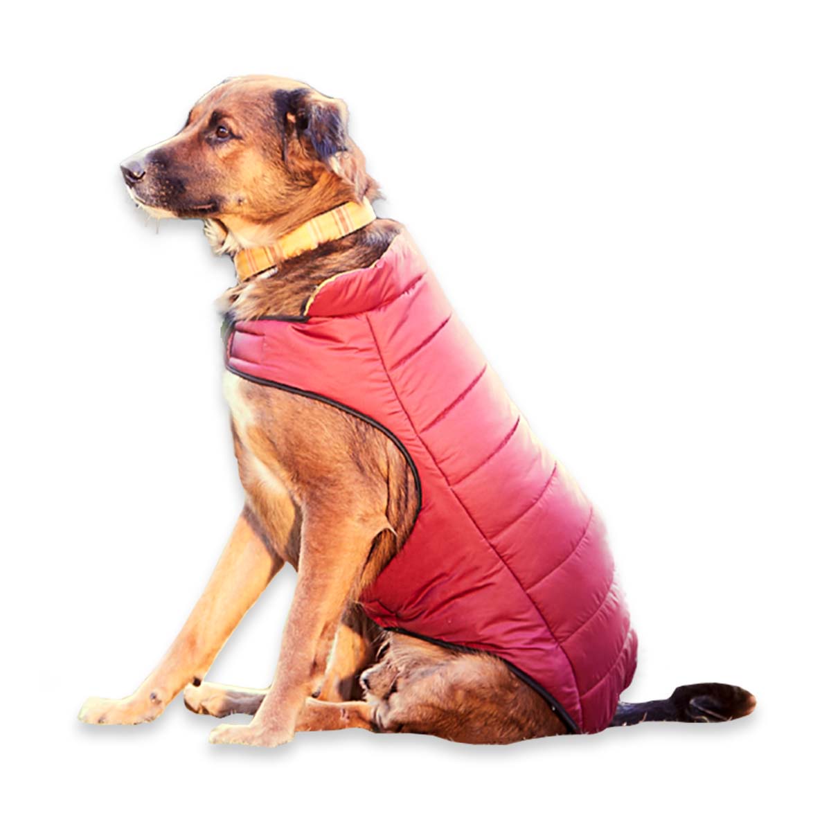 beboji Red Jacket for Dogs - L