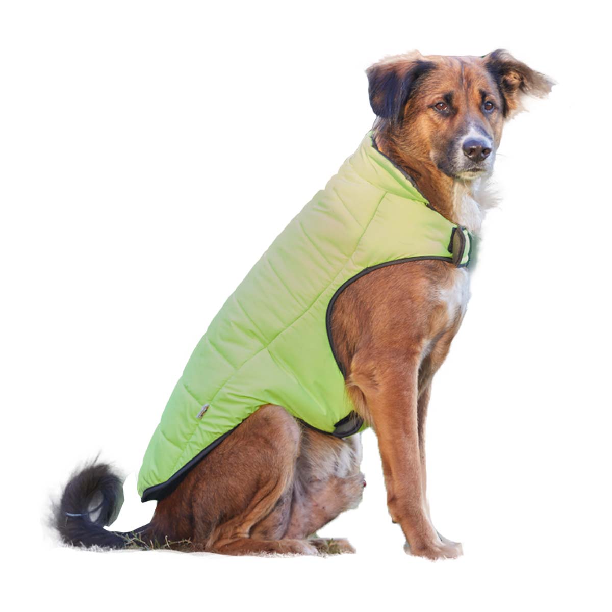 beboji Neon Jacket for Dogs - M