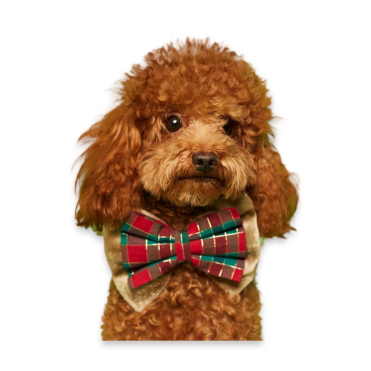 beboji Special Bow tie for Dogs - L