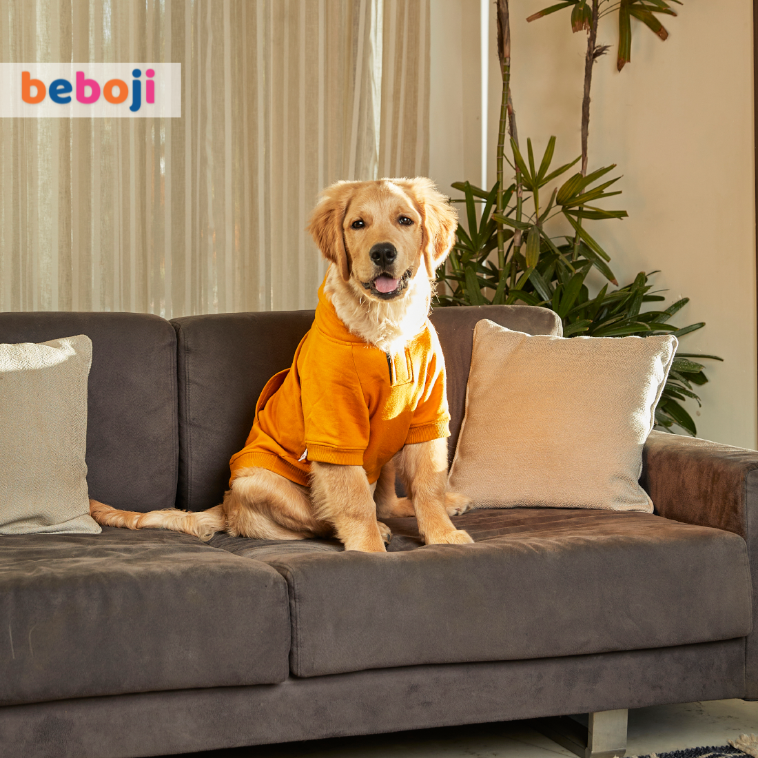 beboji Mustard Sweatshirt with Hoodie for Dogs - XS