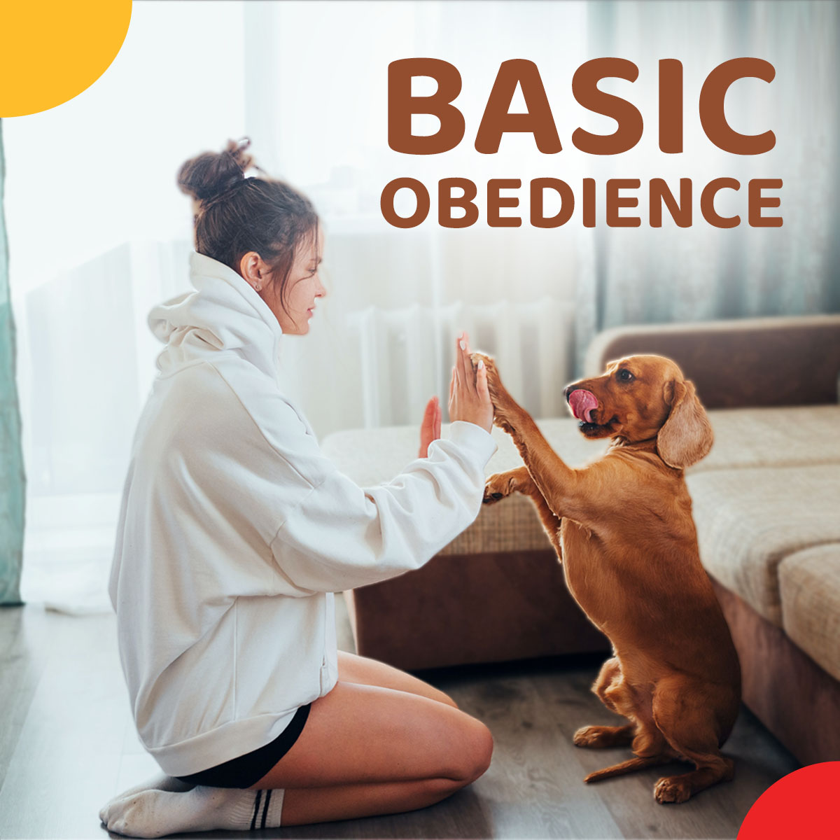 Zigly Behaviour Consultation And Trainning - Basic Obedience Package-15 Sessions