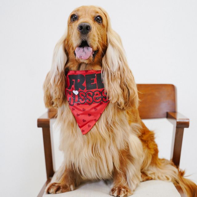 ZL Free Kisses Dog Bandana-M