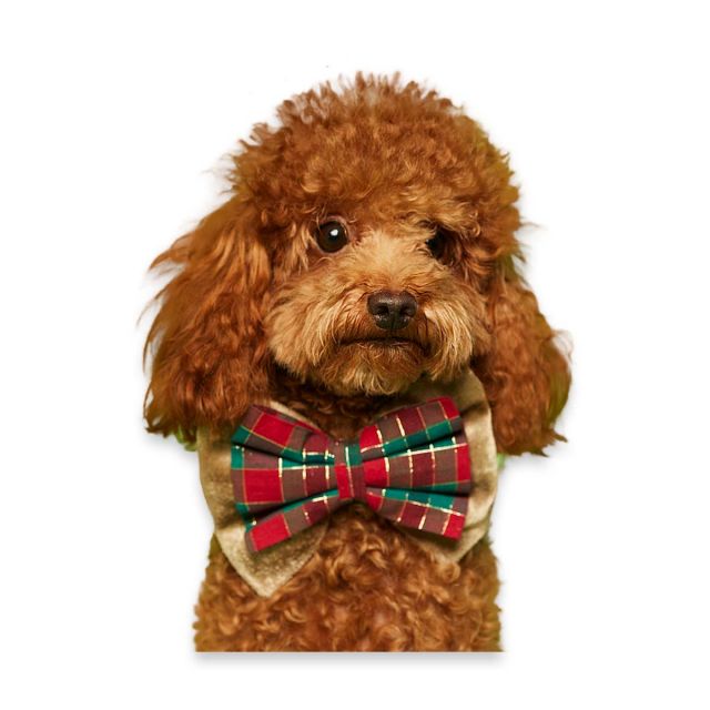 beboji Special Bow tie for Dogs - M