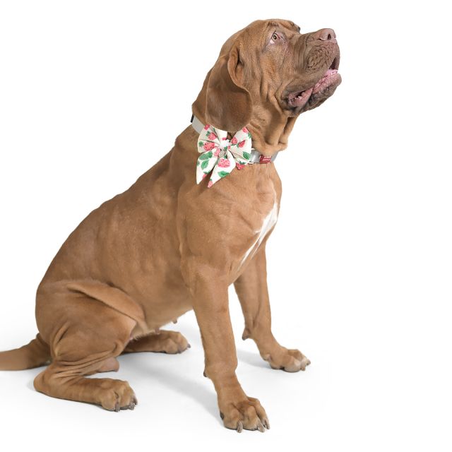 ZL Strawberry Dream Ribbon Bow-Tie For Dog Days