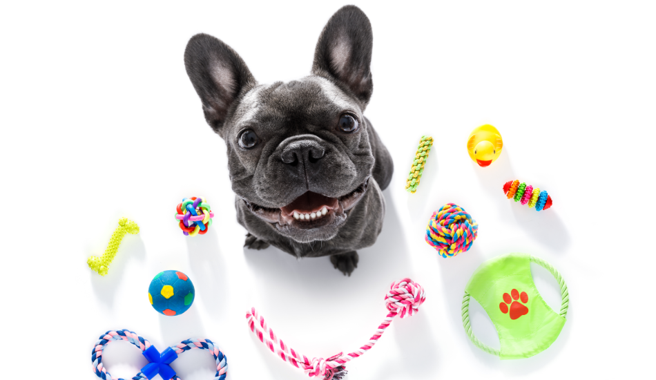 Pet Supplies That EVERY Dog Owner Must Have