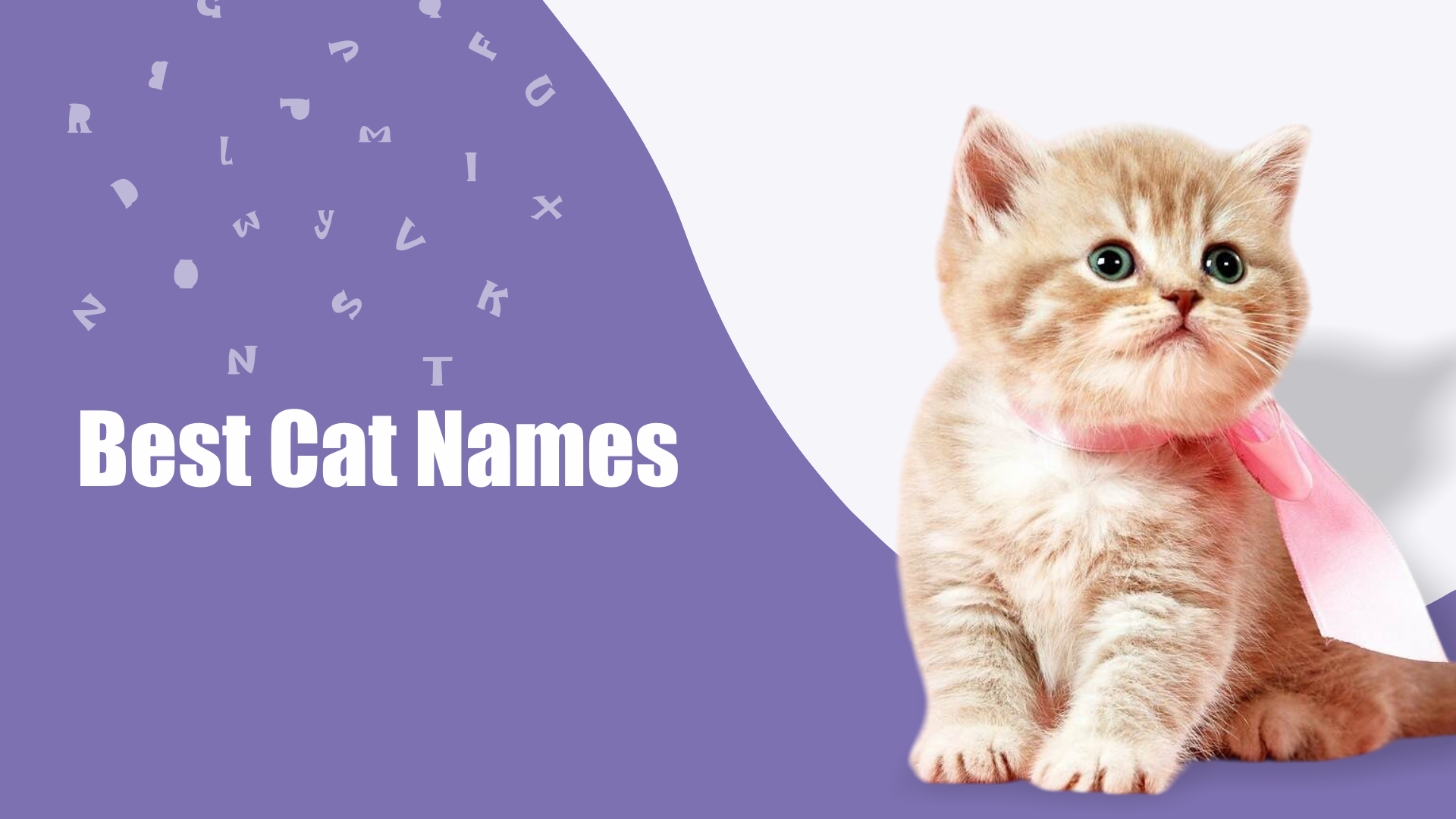 Best Cat Names