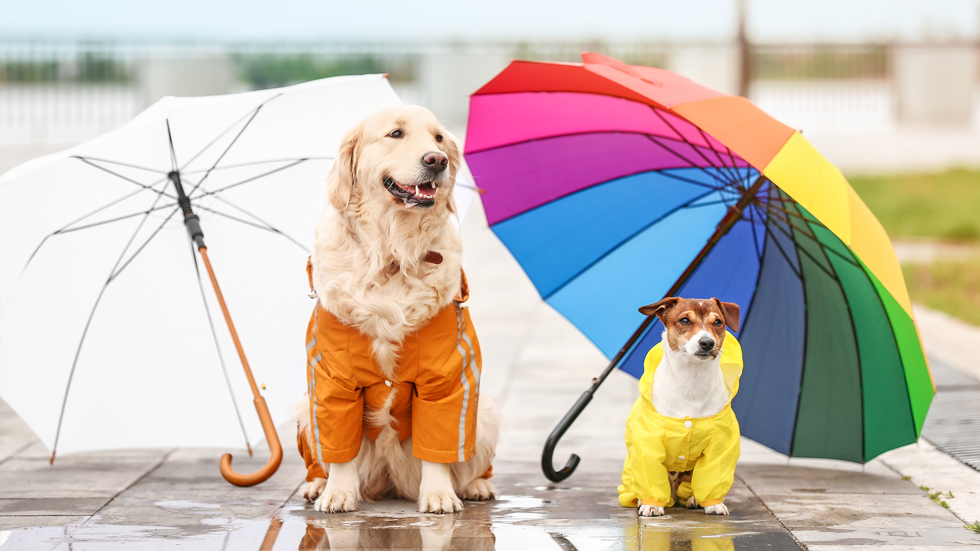 The Complete Monsoon Guide Pet Parents: Keeping Your Furry Friend Happy and Healthy