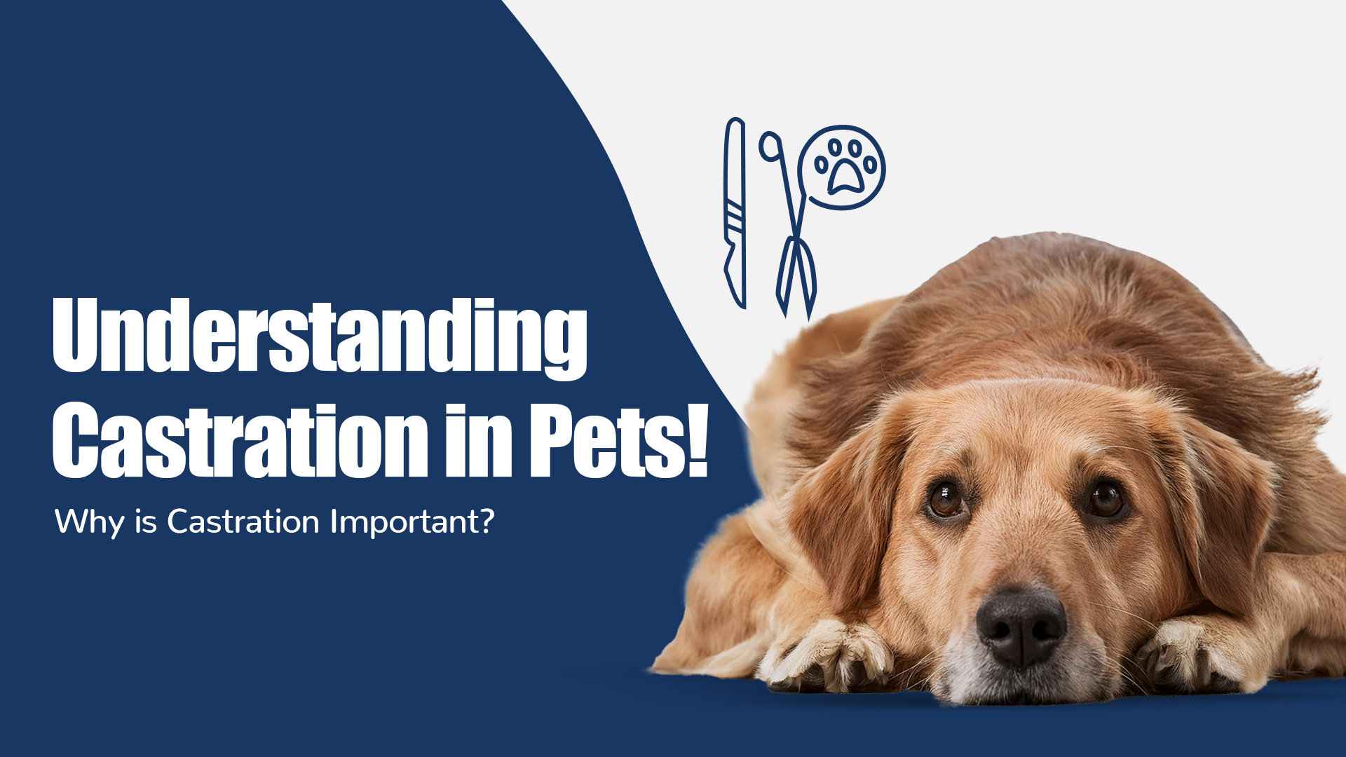 Understanding Castration in Pets: A Complete Guide