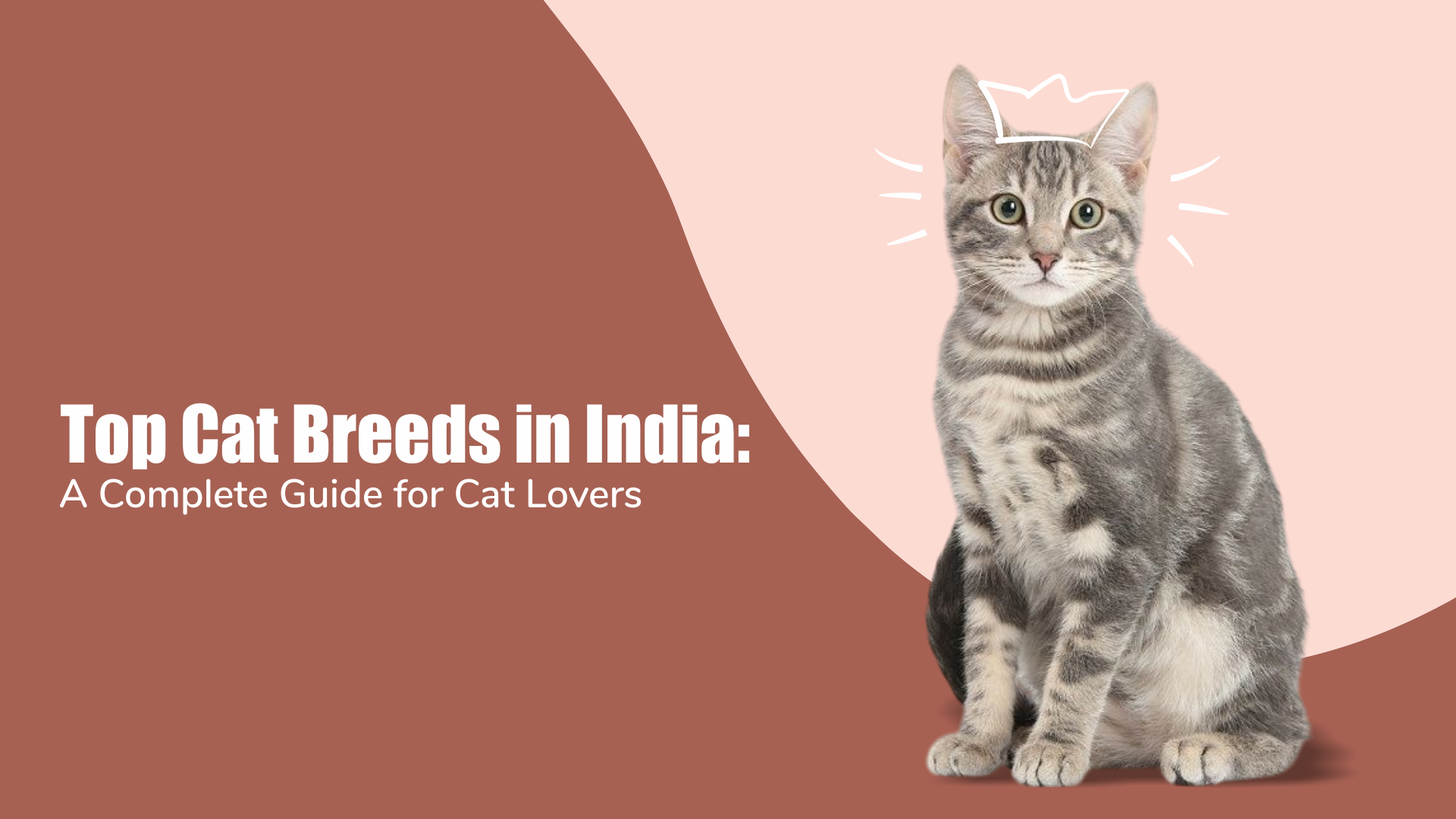 Top Cat Breeds in India: A Complete Guide for Cat Lovers 