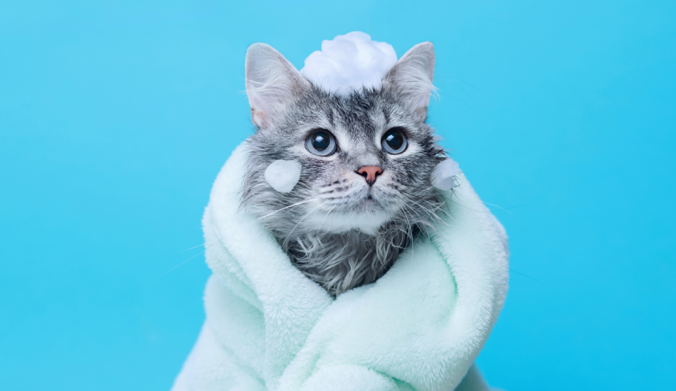 A Comprehensive Guide to Understanding the Basics of Cat Grooming ...