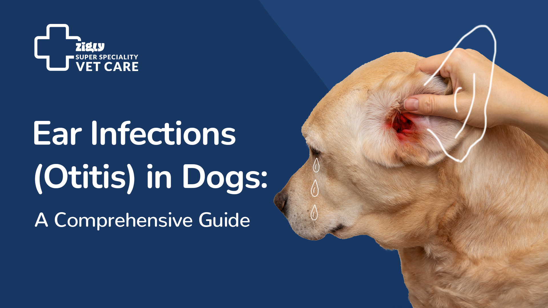 Ear Infections (Otitis) in Dogs: A Comprehensive Guide