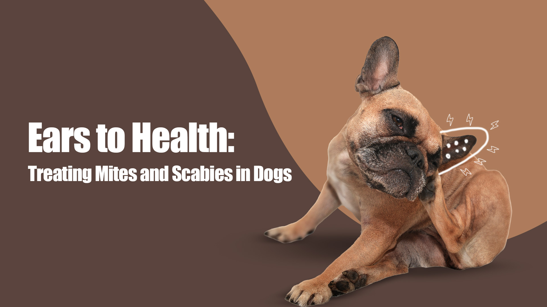 Ear Mites and Scabies in Dogs: Signs, Treatments, and Expert Care Tips