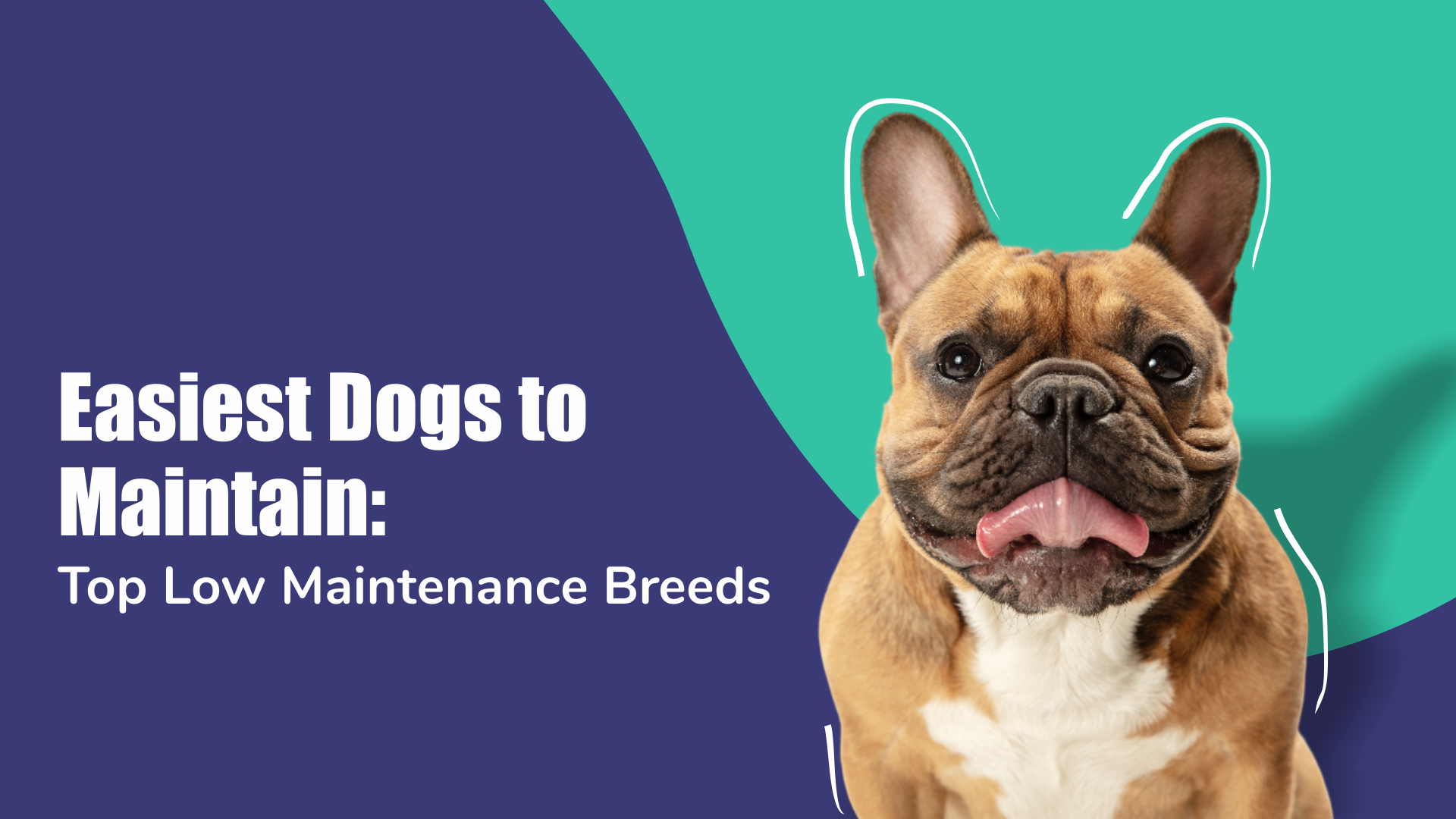 Easiest Dogs to Maintain: Top Low Maintenance Breeds