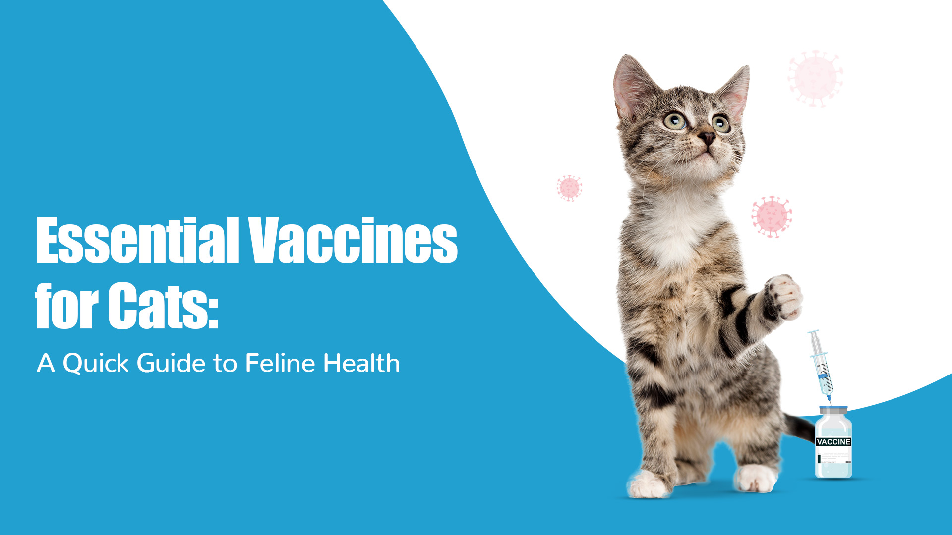 Essential Vaccines for Cats: A Quick Guide to Feline Health