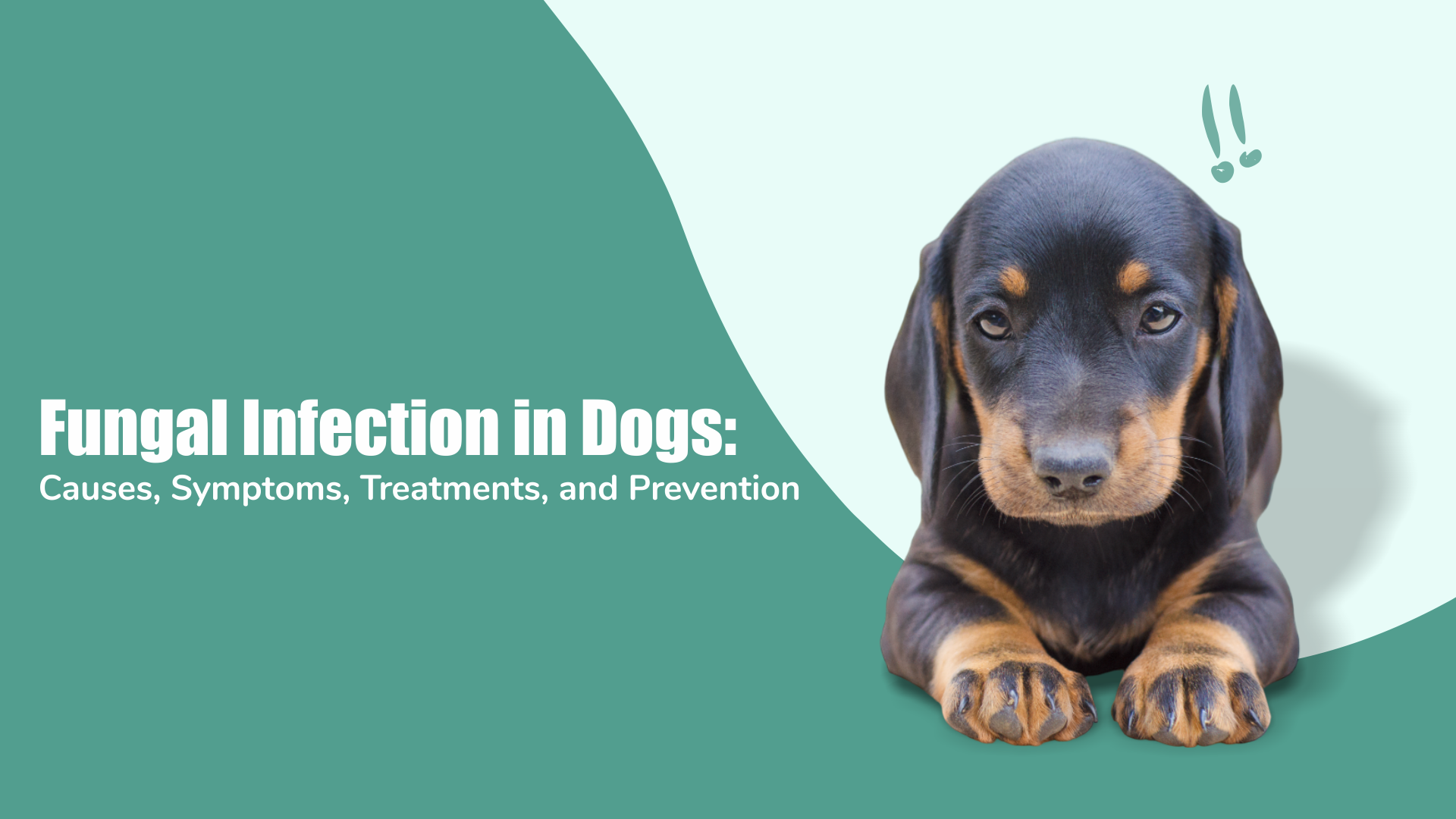 Fungal Infection in Dogs: Causes, Symptoms, Treatments, and Prevention