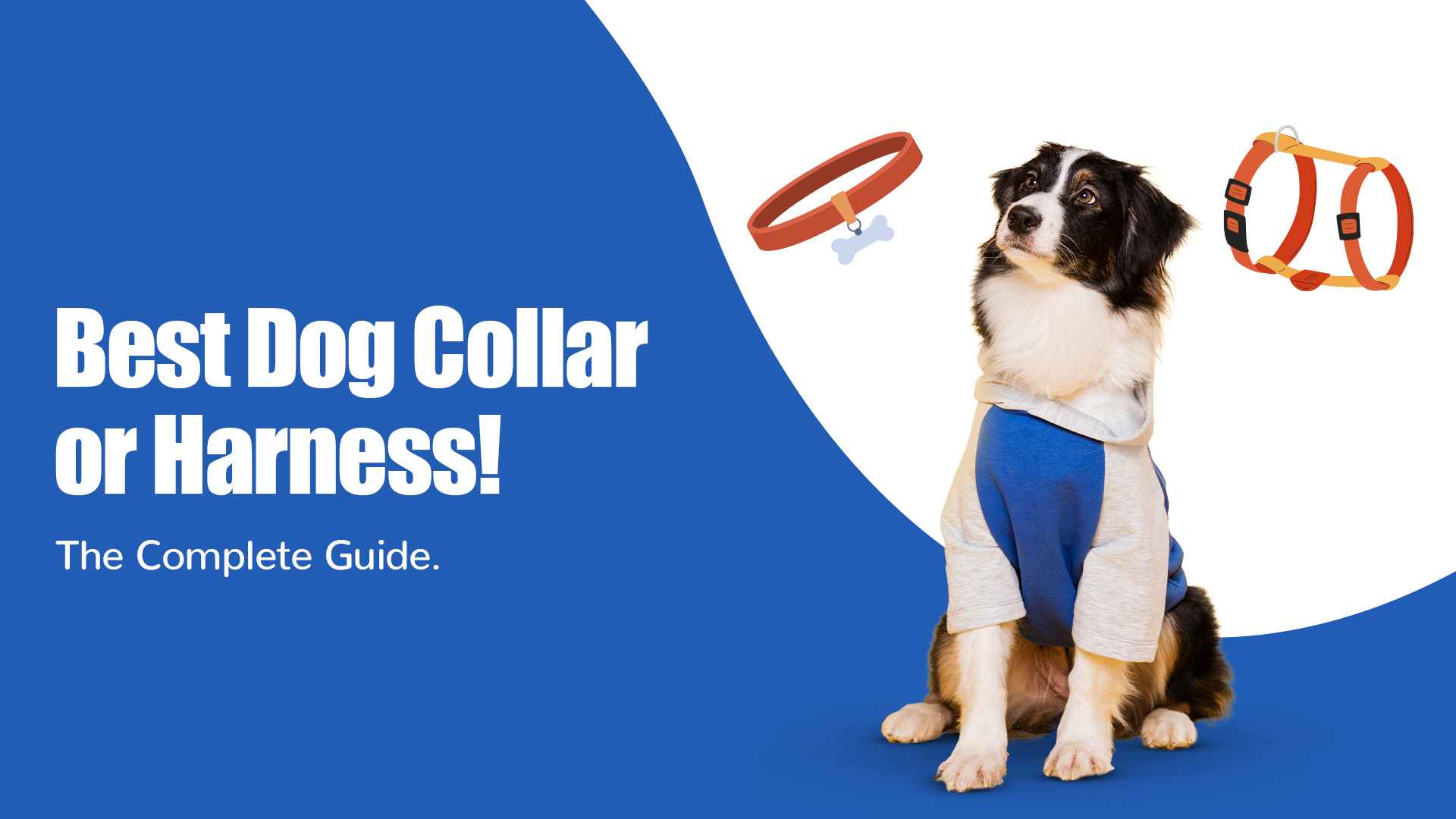 The Complete Guide to Choosing the Best Dog Collar or Harness 