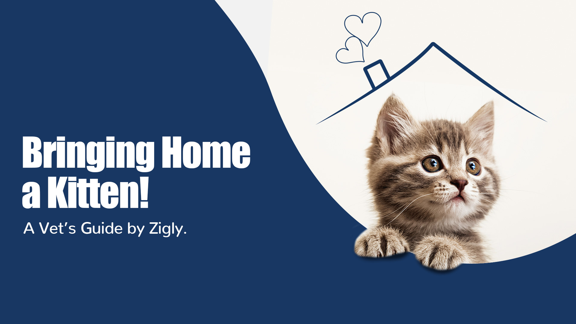 Bringing Home a Kitten: A Comprehensive Guide for Pet Parents