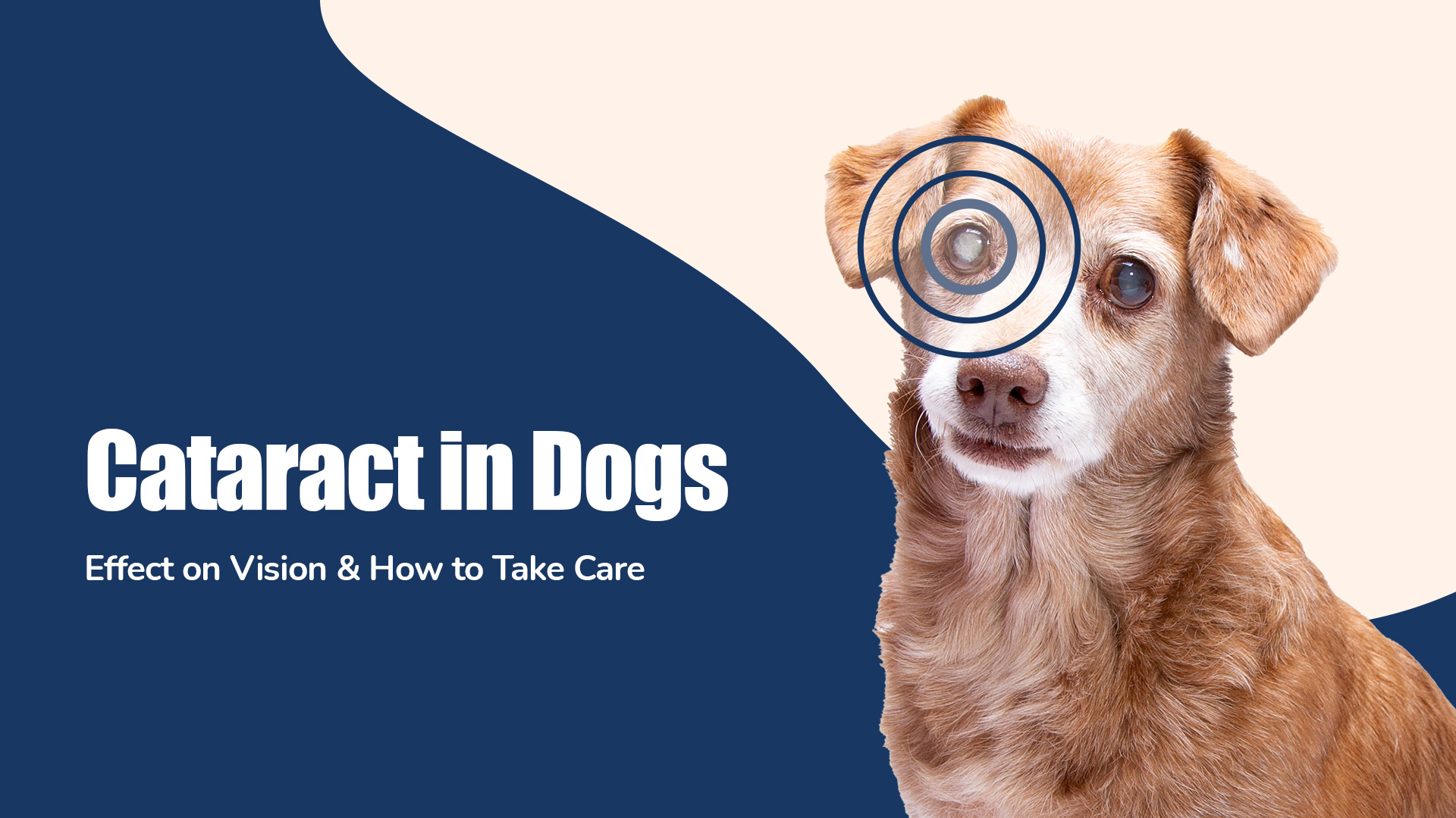 Cataract in Dogs: Guide to Vision Loss & Treatment