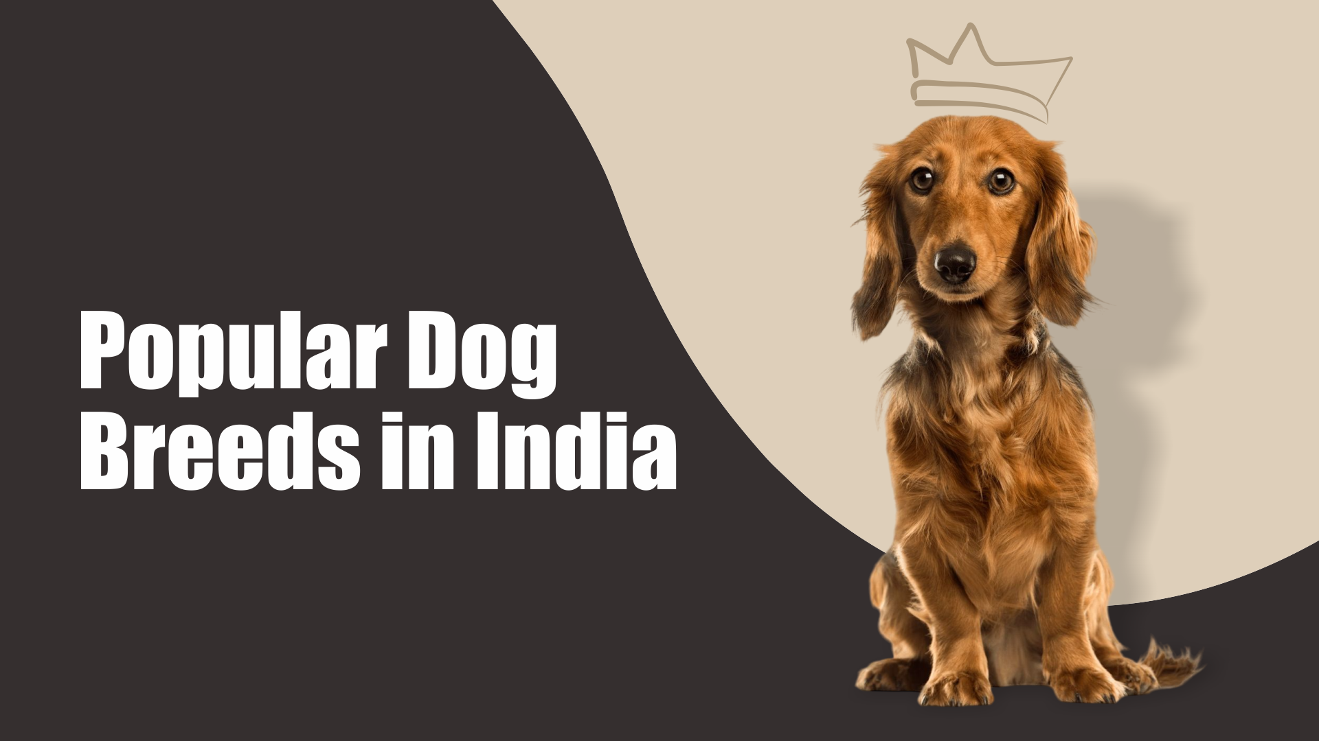 Popular Dog Breeds in India