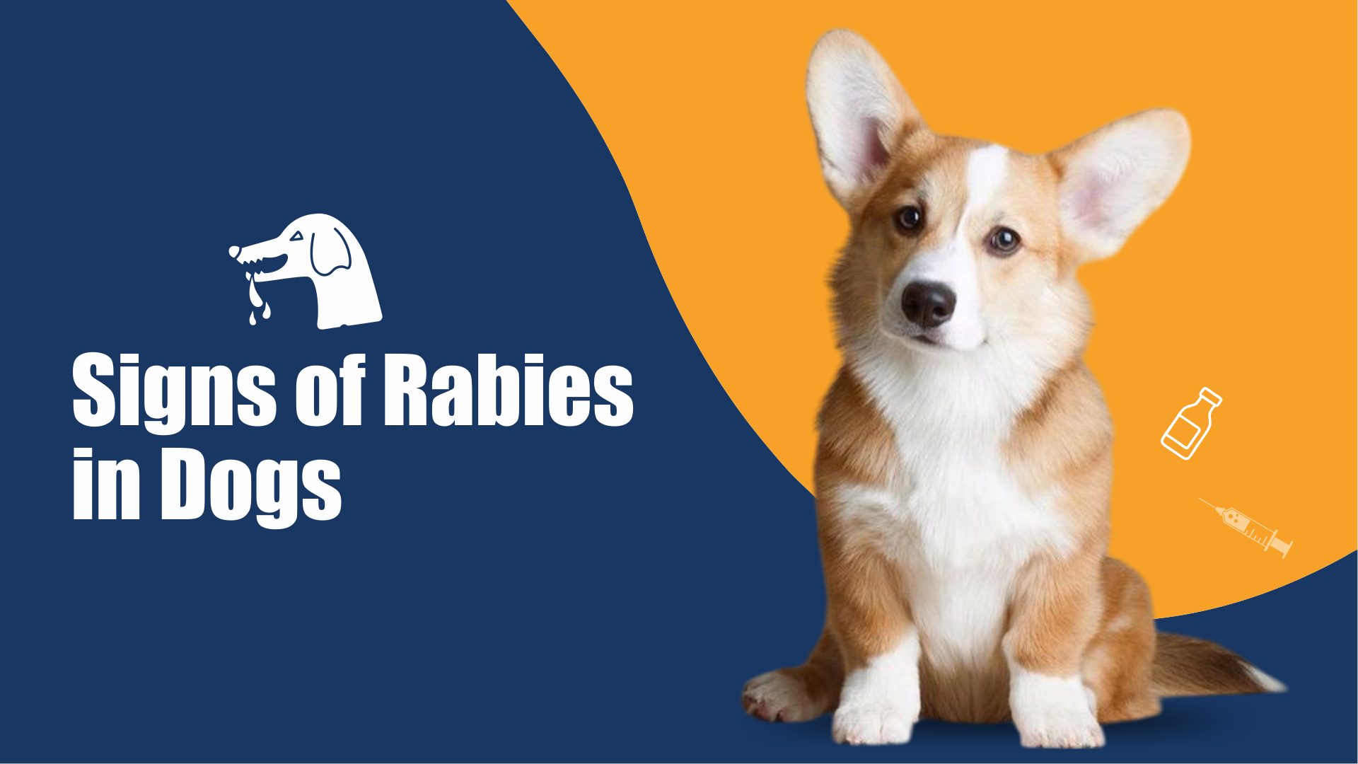 Signs of Rabies in Dogs