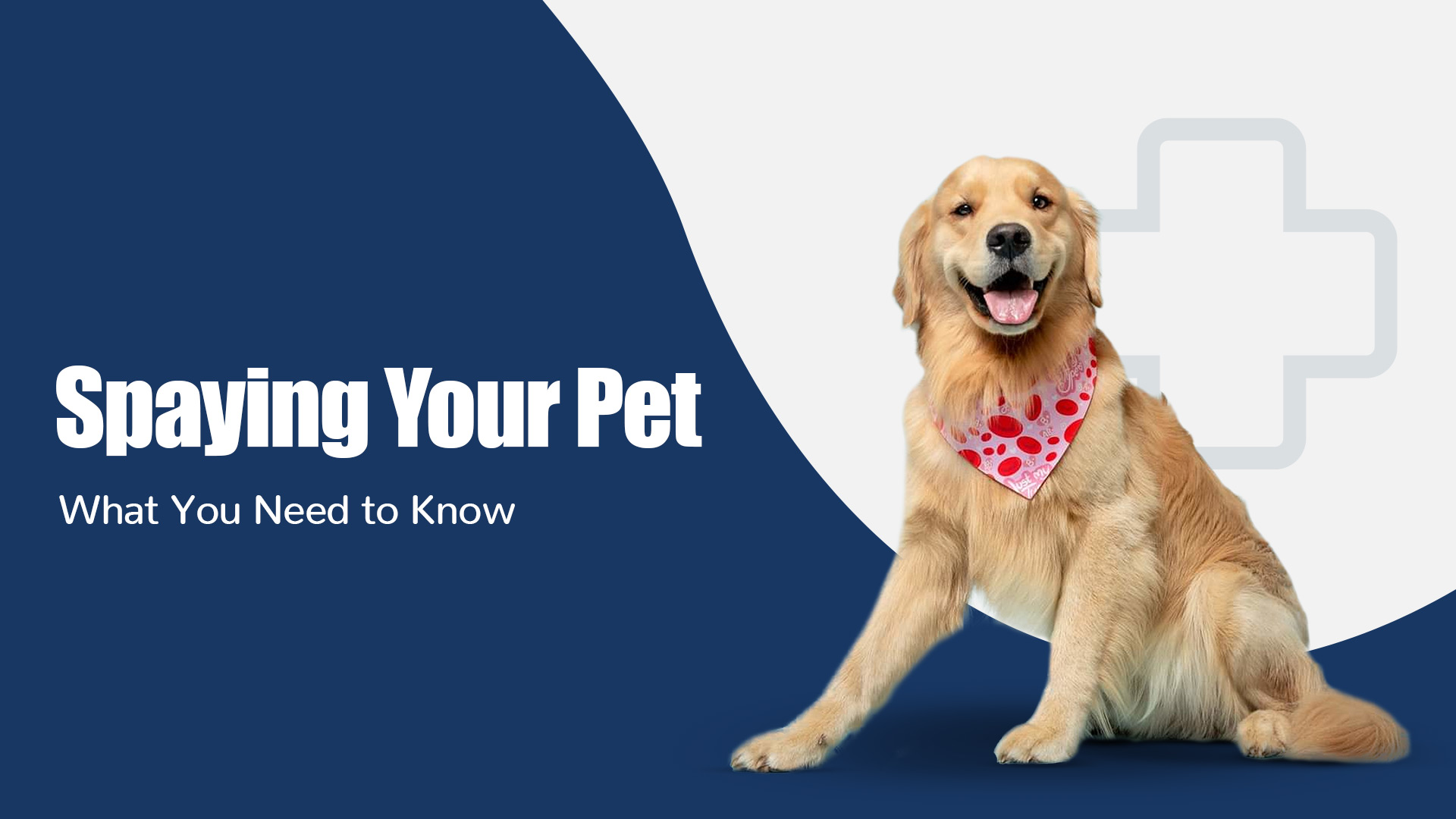 The Importance of Spaying Your Pet: A Guide to a Healthier Future