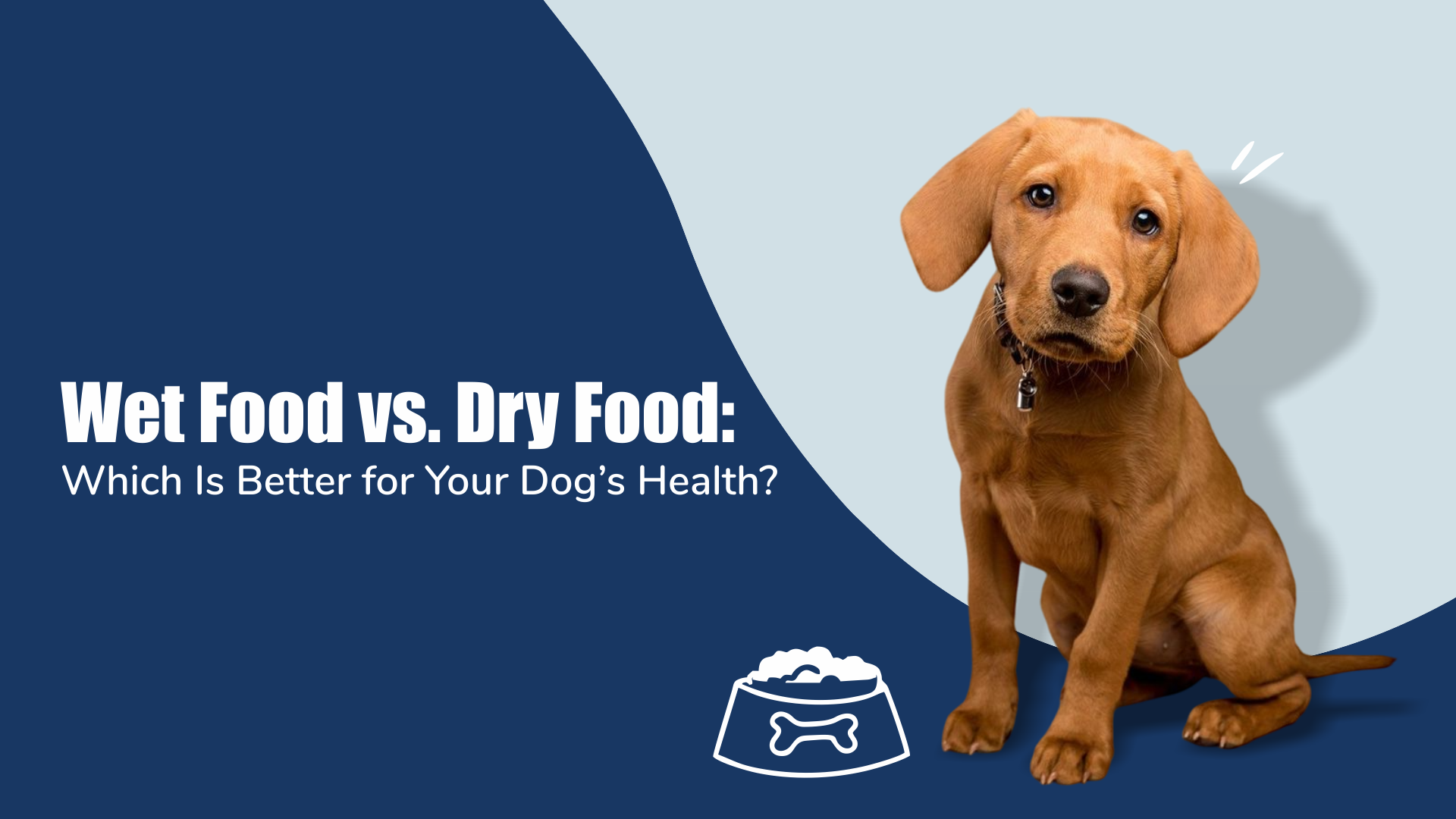 Wet Food vs. Dry Food: Which Is Better for Your Dog’s Health?