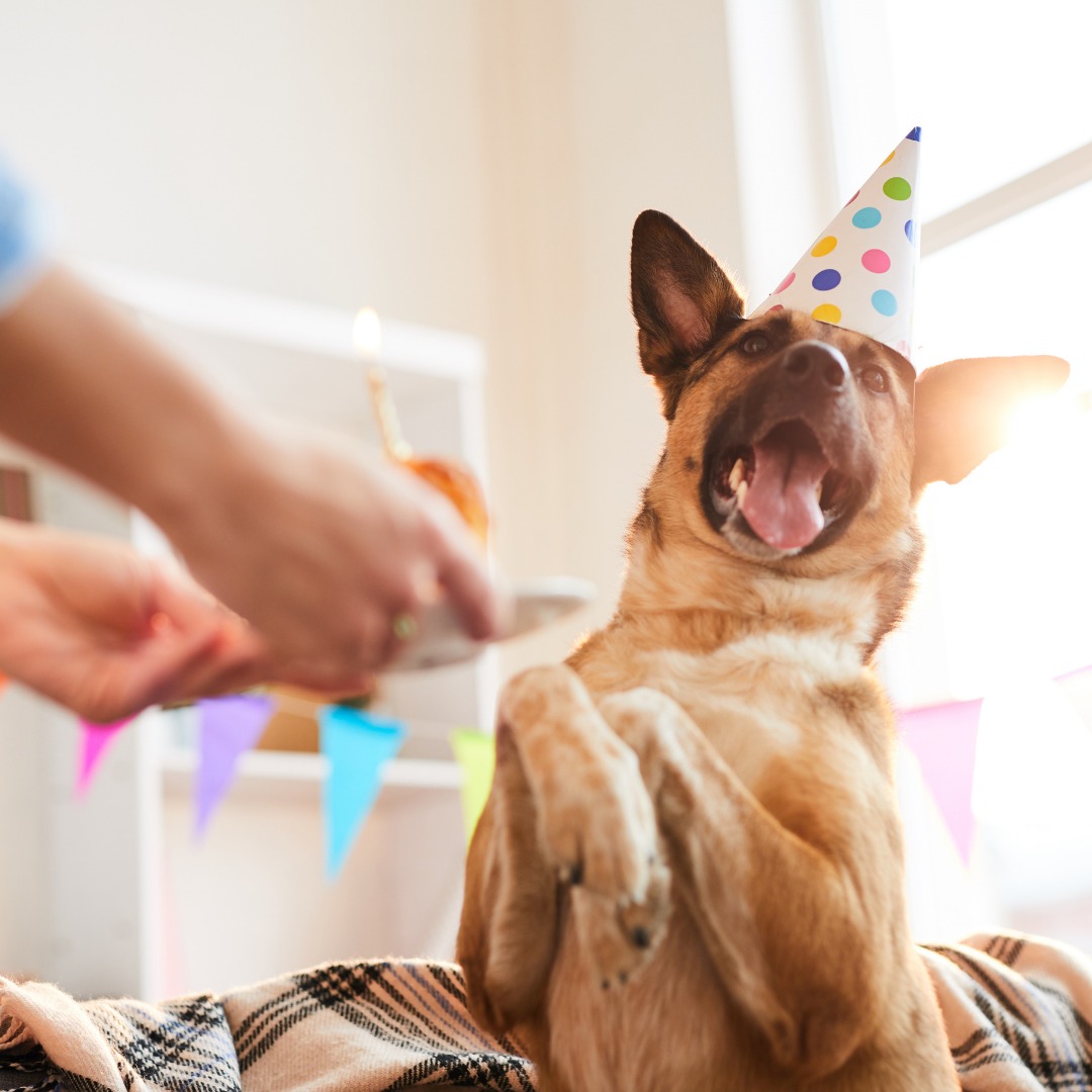 Dog Birthday decorations with dog banners