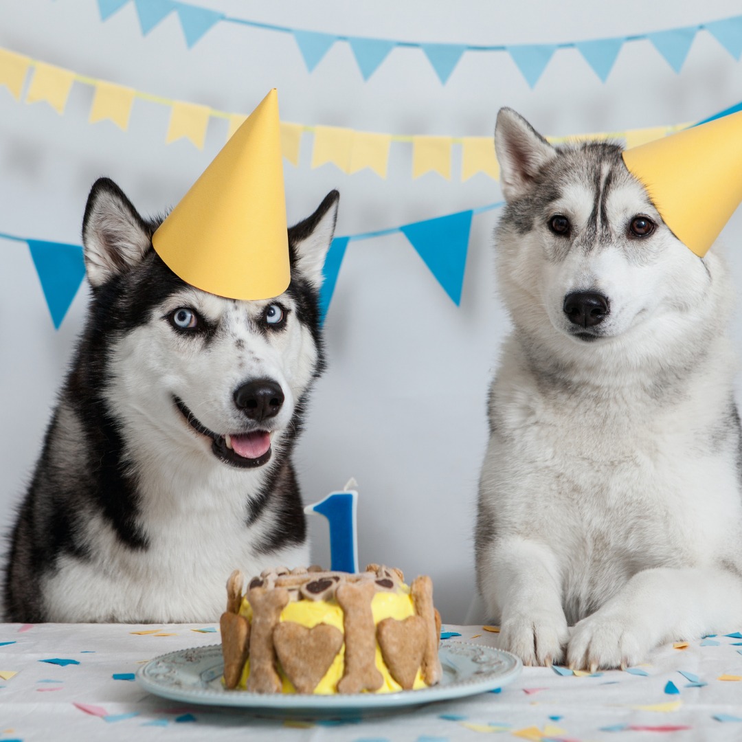 Dog birthday snacks with dog cake and dog treats