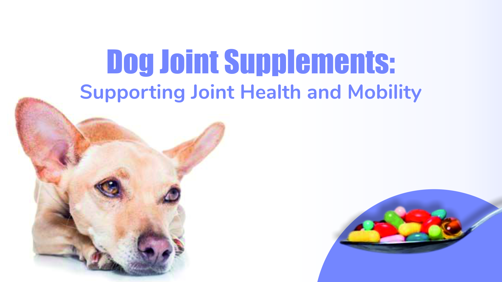 Dog Joint Health Management
    