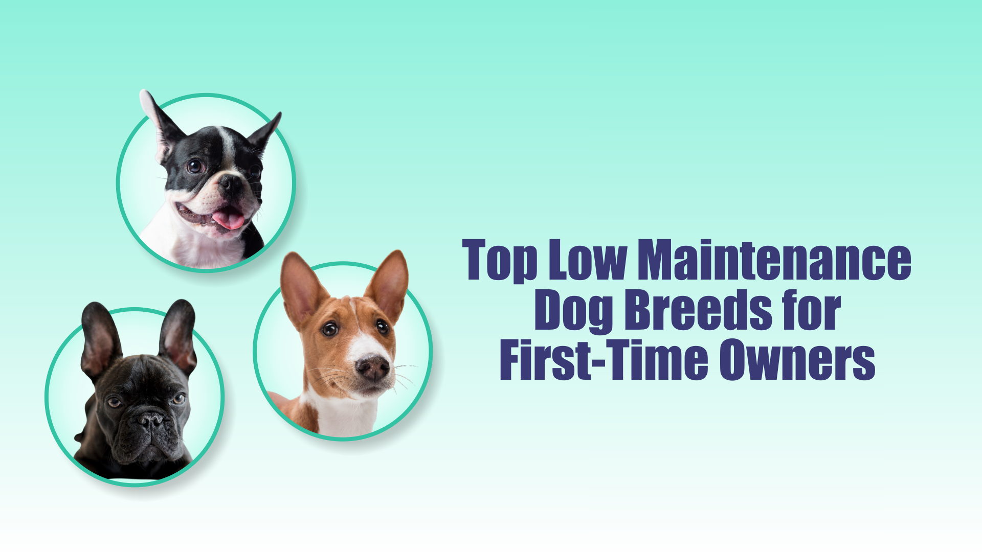 Low-Maintenance-Dog-Breeds
    