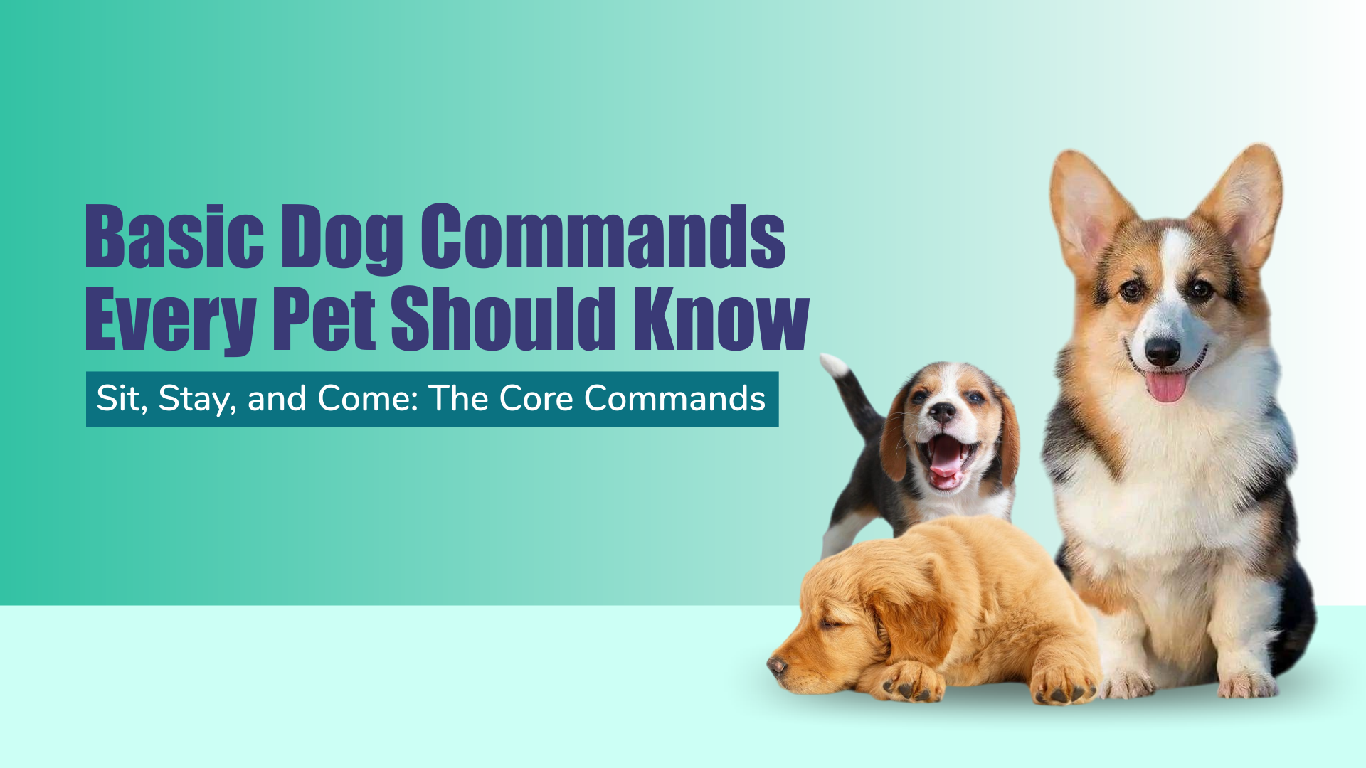 Basic Dog Commands