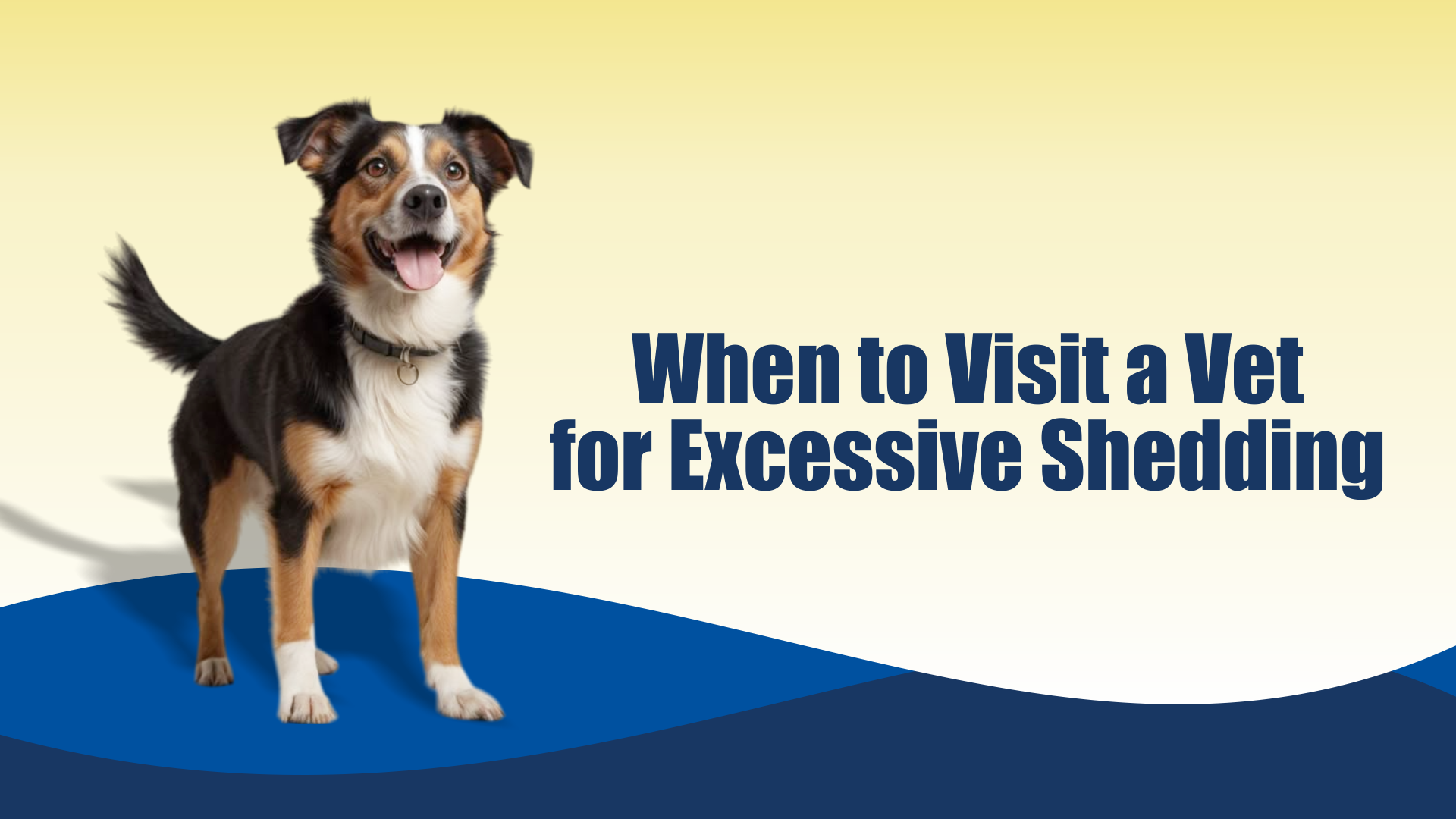 Dog shedding control tips
    