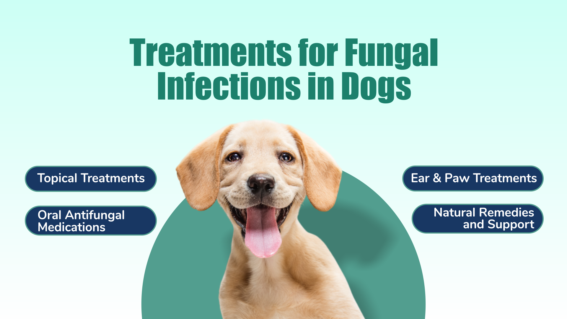  Fungal infection in dogs
    